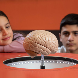 מבלבלים את המוח