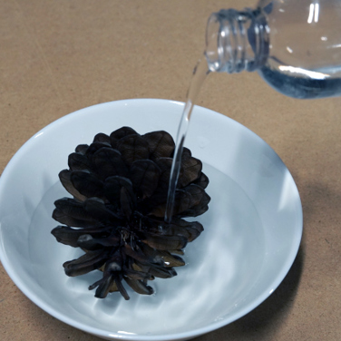 Pinecone Magic
