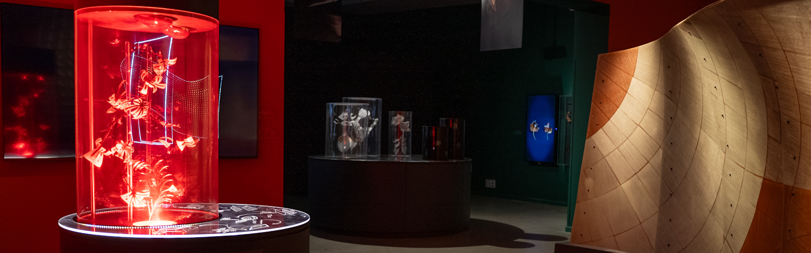 אוטומורפיה